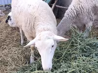 كبش, Romanov sheep — الصورة 2