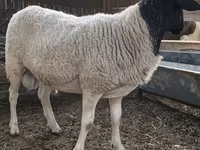 Qoç, Dorper sheep — foto 5