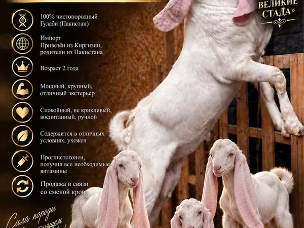 Kozel, Gulabi goats