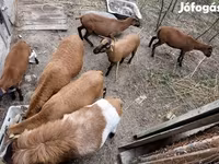 Baran, Cameroon sheep — zdjęcie 3