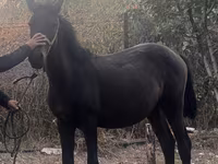 Yegua, Caballos — foto 3