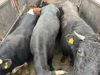 Buğa, Russian Black pied cattle — foto 4