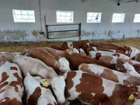 Buğa, Simmental cattle — foto 7