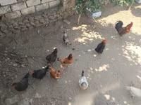 Chickens — photo 5