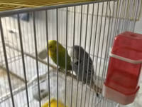 Təmiz qan Çex tutuquşuları satılır 🦜 Quşlar çox sağlam, aktiv və — الصورة 3