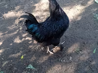 Chickens — photo 4