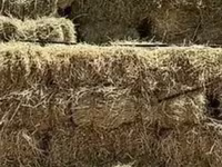 Խոտ, Փոխանակում գոջի հետ — फ़ोटो 2