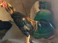 Chickens — zdjęcie 2