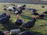 Chickens — Foto 3