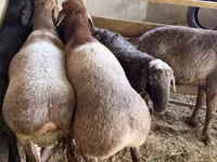 Sheep (batch, sex not specified), Arashan sheep — photo 8