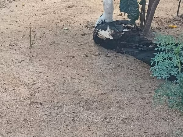 Domestic Muscovy — Azerbaijan