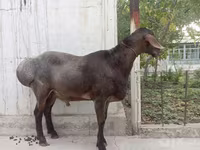 Qoç, Arashan sheep — foto 4