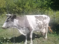 Madyan, Atlar — foto 5