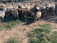 Keçi, Keçilər — foto 1