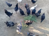 Chickens — फ़ोटो 2