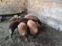 Qoyunlar (partiya, cinsi göstərilməyib), Qoyunlar — foto 1