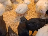 Ayam Cemani — foto 2