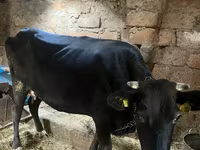 母牛, Cattle — 照片 2