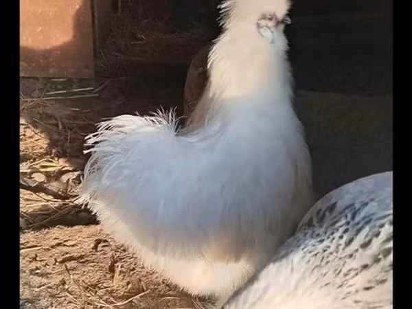 Seidenhuhn