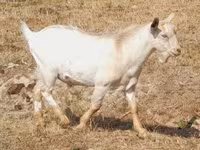 Коза, Nubian Goat — фото 5