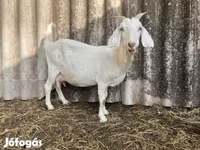 Ziegenbock, Saanen goat — Foto 3