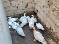 Domestic Muscovy — photo 2