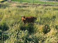 Ziege, Ziegen — Foto 5