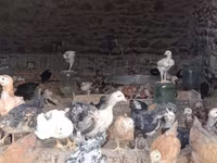 Chickens — foto 6