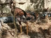 Chickens — photo 4