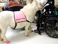 Madyan, Miniature horse — foto 5