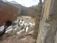 Turkeys — photo 2