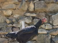 Chickens — photo 3