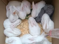 Dovşan yemləri 1-kq 2-azn. Sadə Dovşan 🐰 yemi 2-azn. vitaminli yemlər — 照片 2