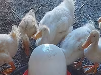 Ducks — photo 1