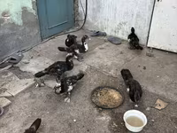 Ducks — photo 3