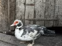 Ducks — photo 1