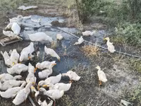 Ducks — photo 5