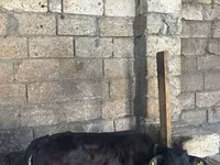 Buğa, Qırmızı-ləkəli cins — foto 8
