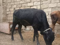 Buğa, Russian Black pied cattle — foto 3