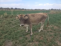 Cow, Brown Mountain — photo 1