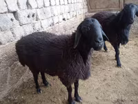 Carnero, Rhon sheep — foto 2