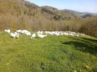 Dişi keçi, Saanen goat — foto 1
