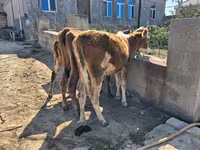Buğa, Qırmızı-ləkəli cins — foto 3