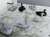 डोमेस्टिक मस्कोवी — फ़ोटो 2