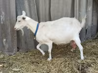 Keçi, Saanen goat — foto 8