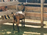 Billy Goat, Nubian Goat — photo 5