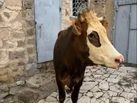 بقرة, Simmental cattle — الصورة 6
