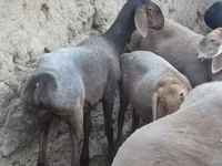 Ovelha, Arashan sheep — foto 5