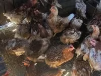 Chickens — फ़ोटो 1