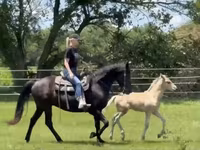 Hengst, Rocky Mountain Horse — Foto 6